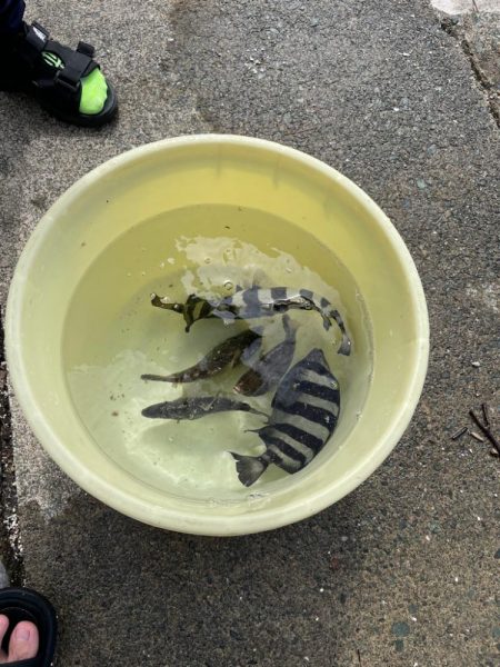 まだ釣れるけどやっぱりフグも居る