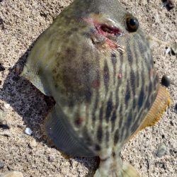 カワハギの肝和えが食べたくて