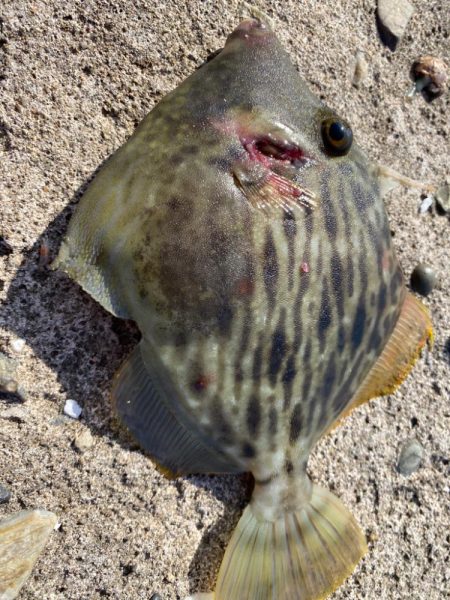 カワハギの肝和えが食べたくて