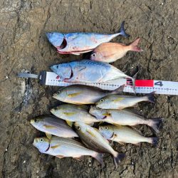 カゴ釣りでイサギ&ヤイト