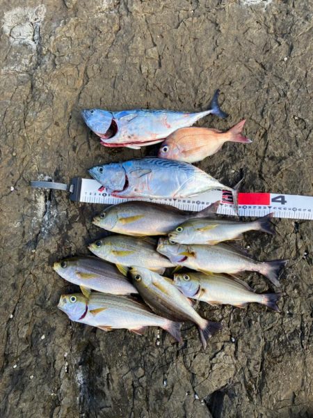 カゴ釣りでイサギ&ヤイト