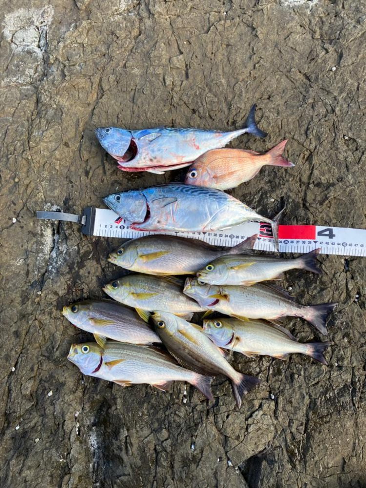 カゴ釣りでイサギ&ヤイト