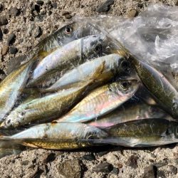 アジング・カワハギ餌釣り