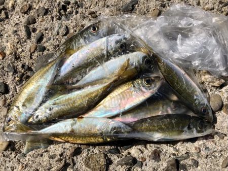 アジング・カワハギ餌釣り