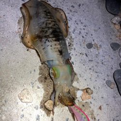 渋々、バラしまくり