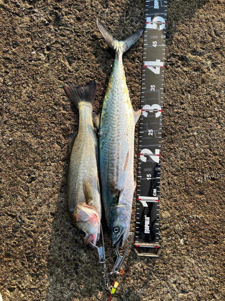 サゴシばっかー