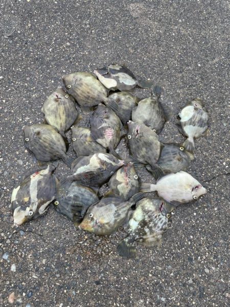 雨の中カワハギ