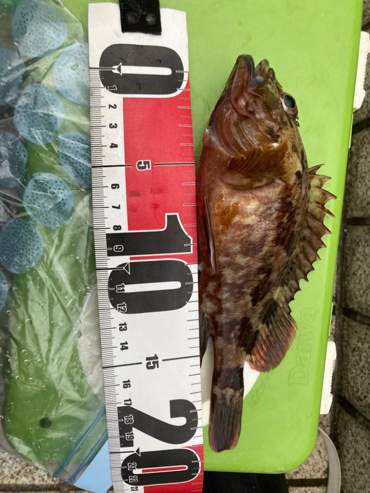 カサゴ絶好調！