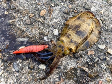 岸和田一文字でアオリイカ探しにゃ！