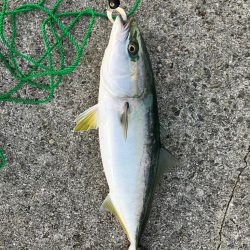 青物、その他も