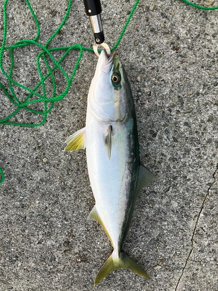 青物、その他も