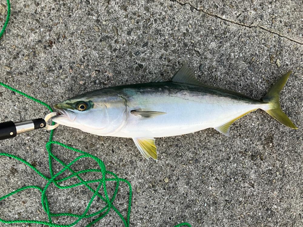 青物、その他も