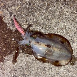 寒くなってきたね！エギング