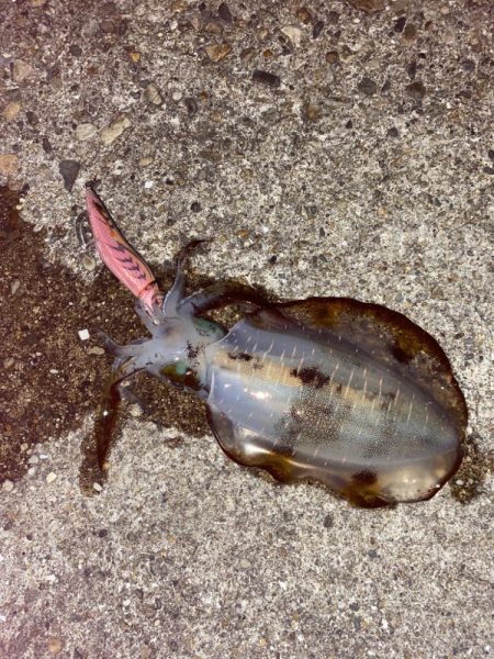 寒くなってきたね！エギング