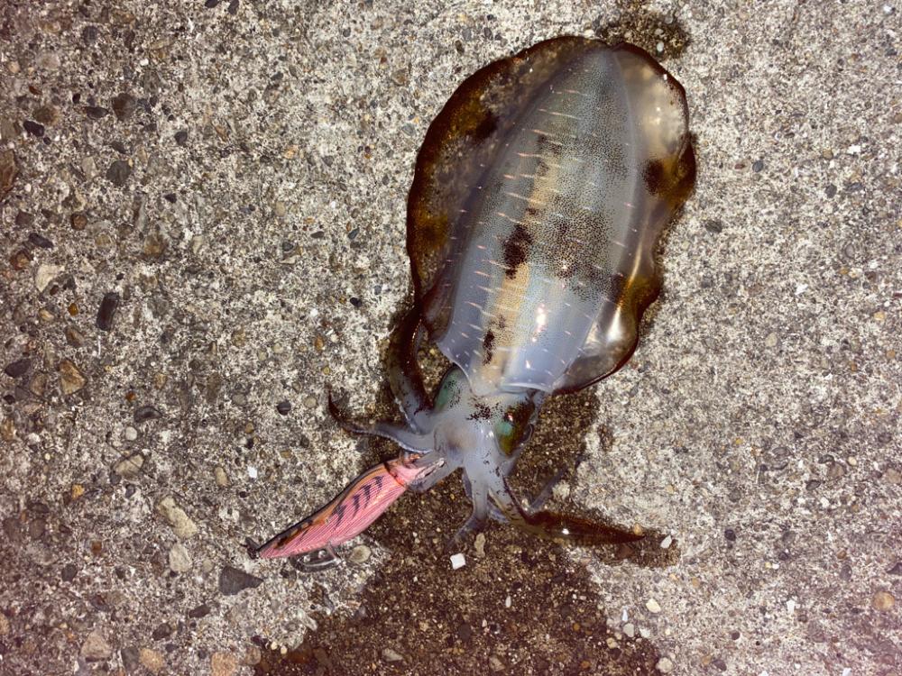 寒くなってきたね！エギング