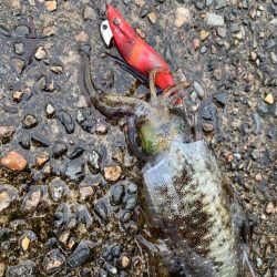 難しいパターンを攻略し切れないエギング