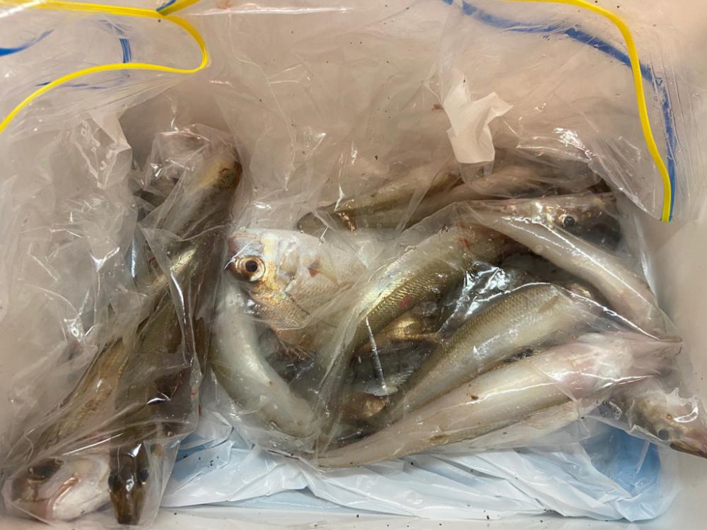 ちょい投げシロギスタのちょいツーリングDAY