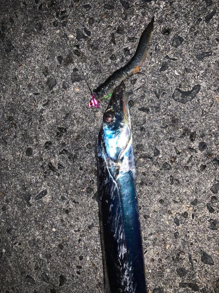 タチウオ 再来！