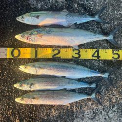 大きくなってきた