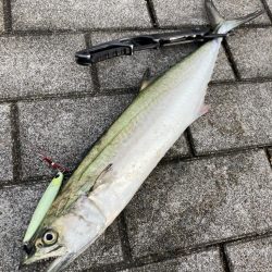 久しぶり湾奥コスモ激混み。何とか1本。。