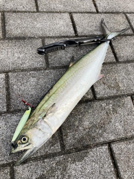 久しぶり湾奥コスモ激混み。何とか1本。。