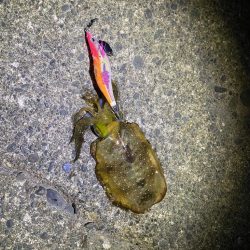 短時間エギング