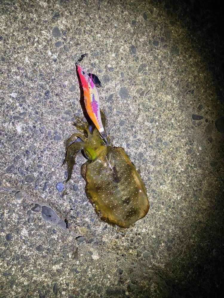 短時間エギング