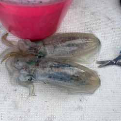 イカハゲ釣り