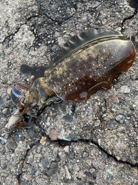 アオリイカ136杯目