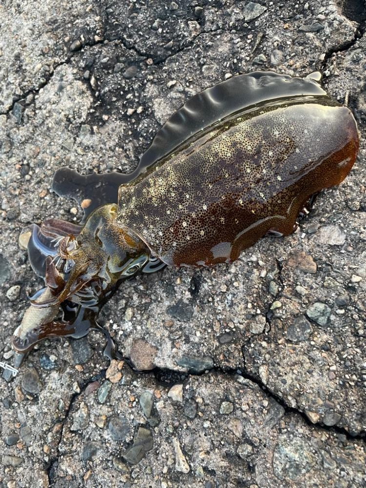 アオリイカ136杯目