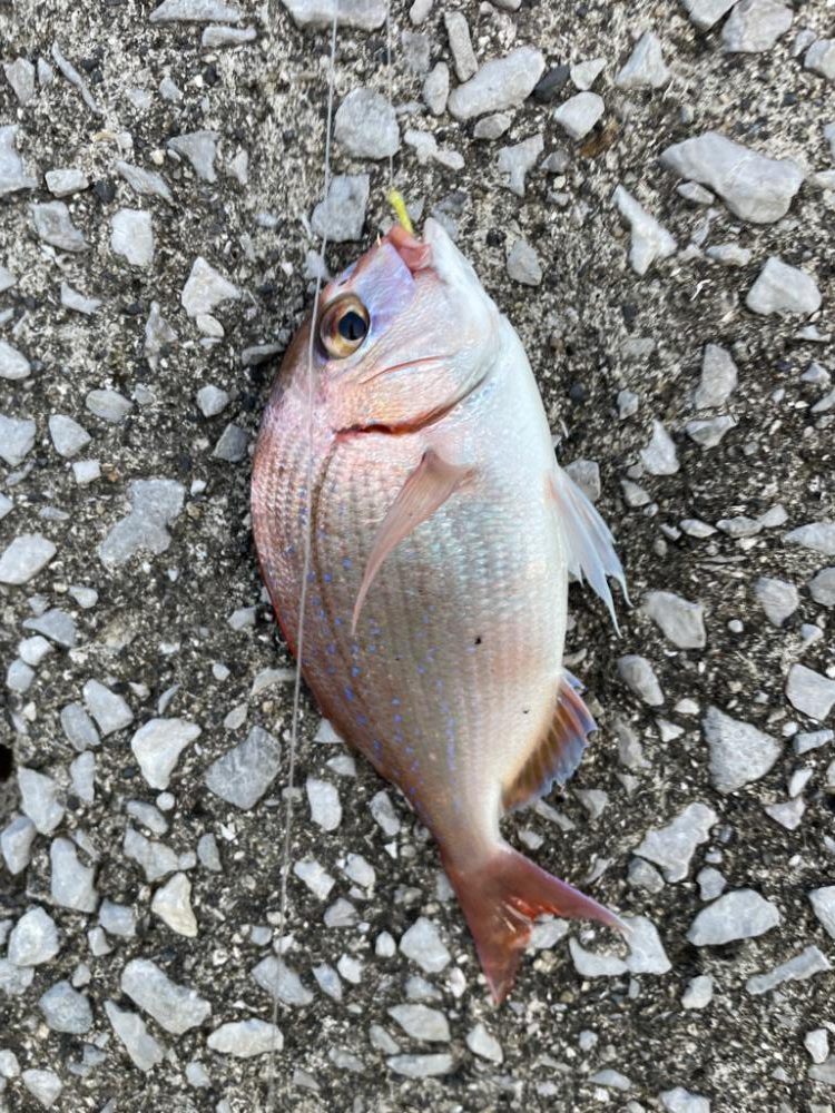 エギング良さげ🦑　サビキが…