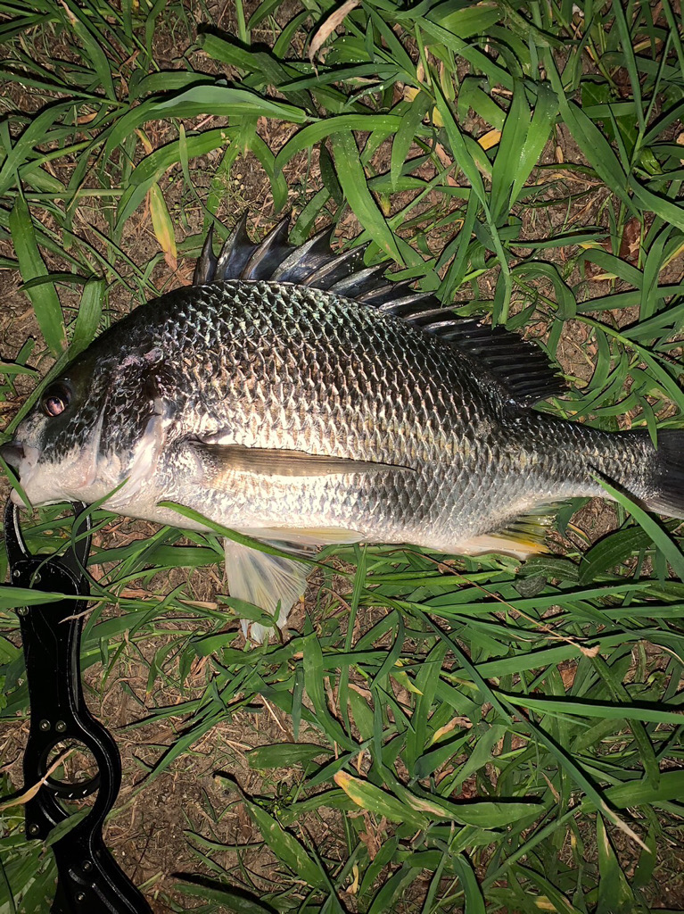 淀川のチニング