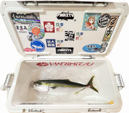 メジロ：ノマセ