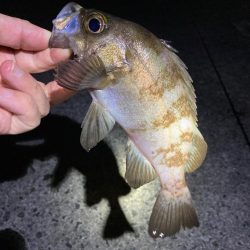 シーズン初メバル