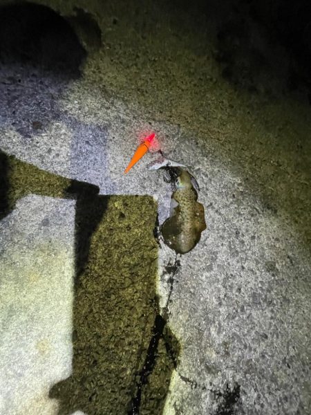 イカフック　成功🦑