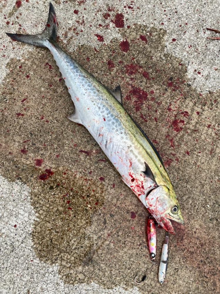 サゴシ祭りは何処へ、、、