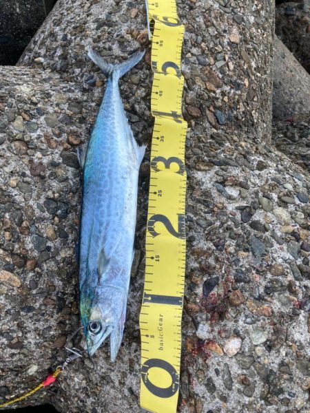 ショアジギングでサゴシ