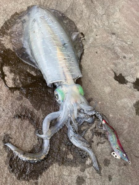 えっサイトで？