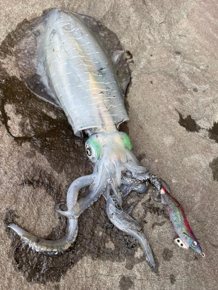 えっサイトで？