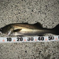 朝マヅメシーバス、青物狙い