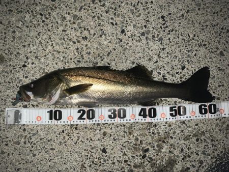 朝マヅメシーバス、青物狙い