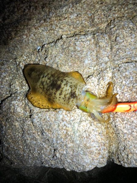 激シブエギング