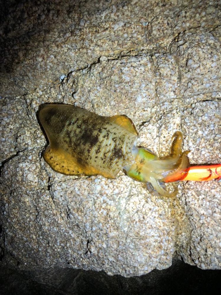 激シブエギング