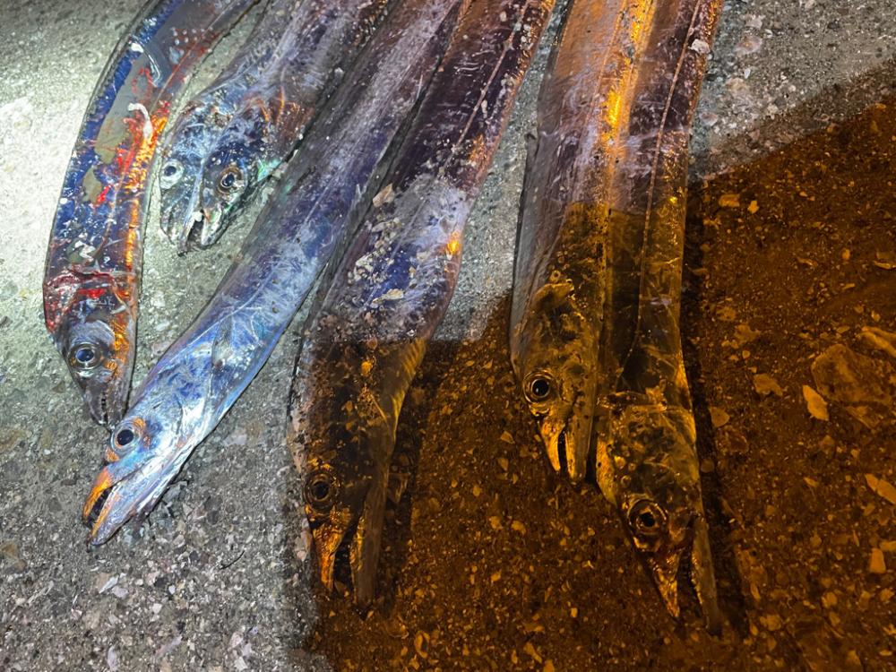 太刀魚釣行