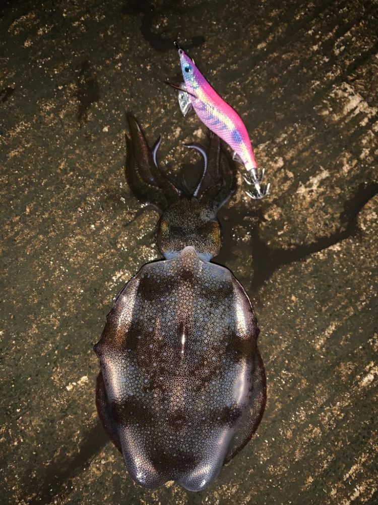 ないとエギングルーティーン