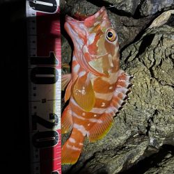 秋の尾鷲根魚釣り