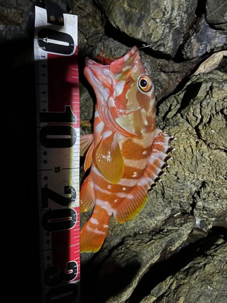 秋の尾鷲根魚釣り