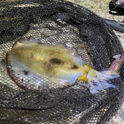 潮が動けばアオリ🦑釣れます…