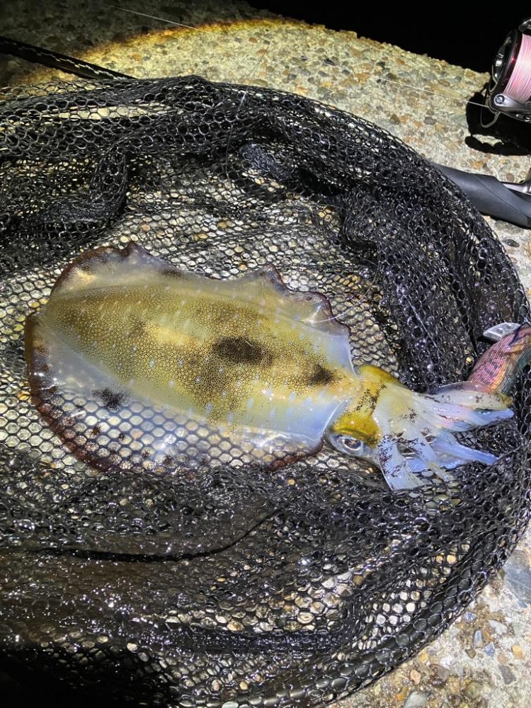 潮が動けばアオリ🦑釣れます\(^^)/