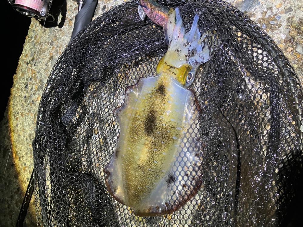 潮が動けばアオリ🦑釣れます…